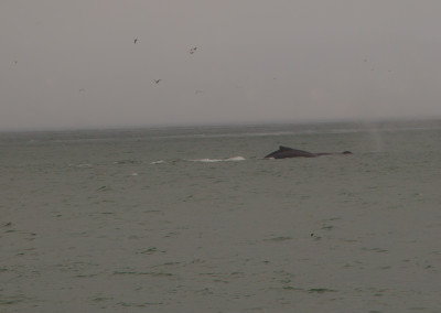 Whale1